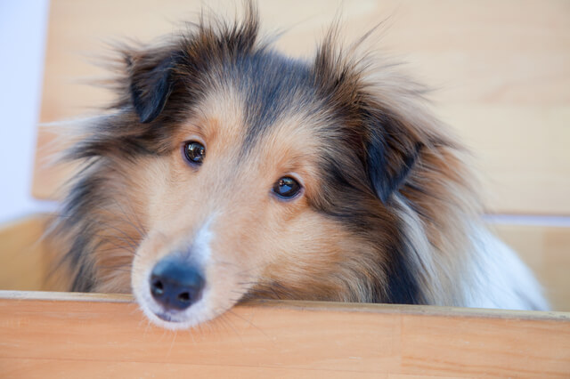 【獣医師監修】犬の子宮蓄膿症はどんな病気？症状や原因、治療費・治療法なども紹介-サムネイル画像